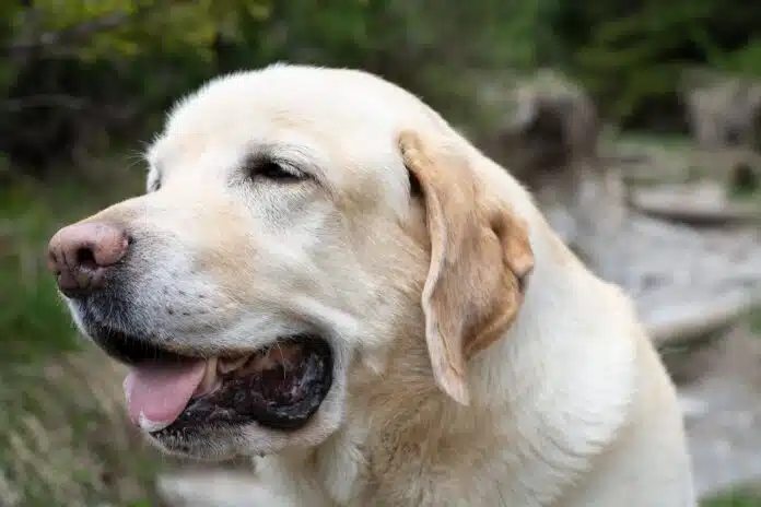 alter Labrador Retriever