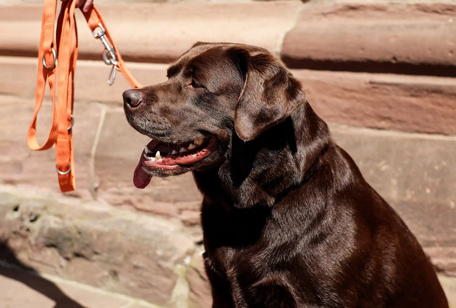 ein brauner Labrador Retriever