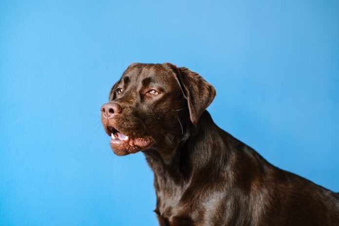 brauner Labrador Retriever