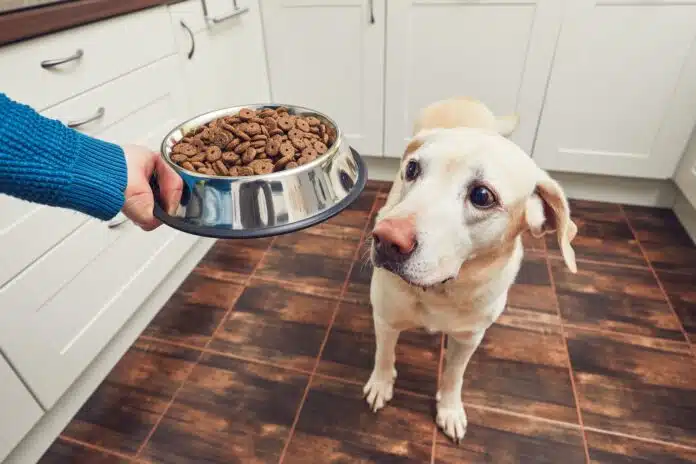 Labrador Retriever mit Futter