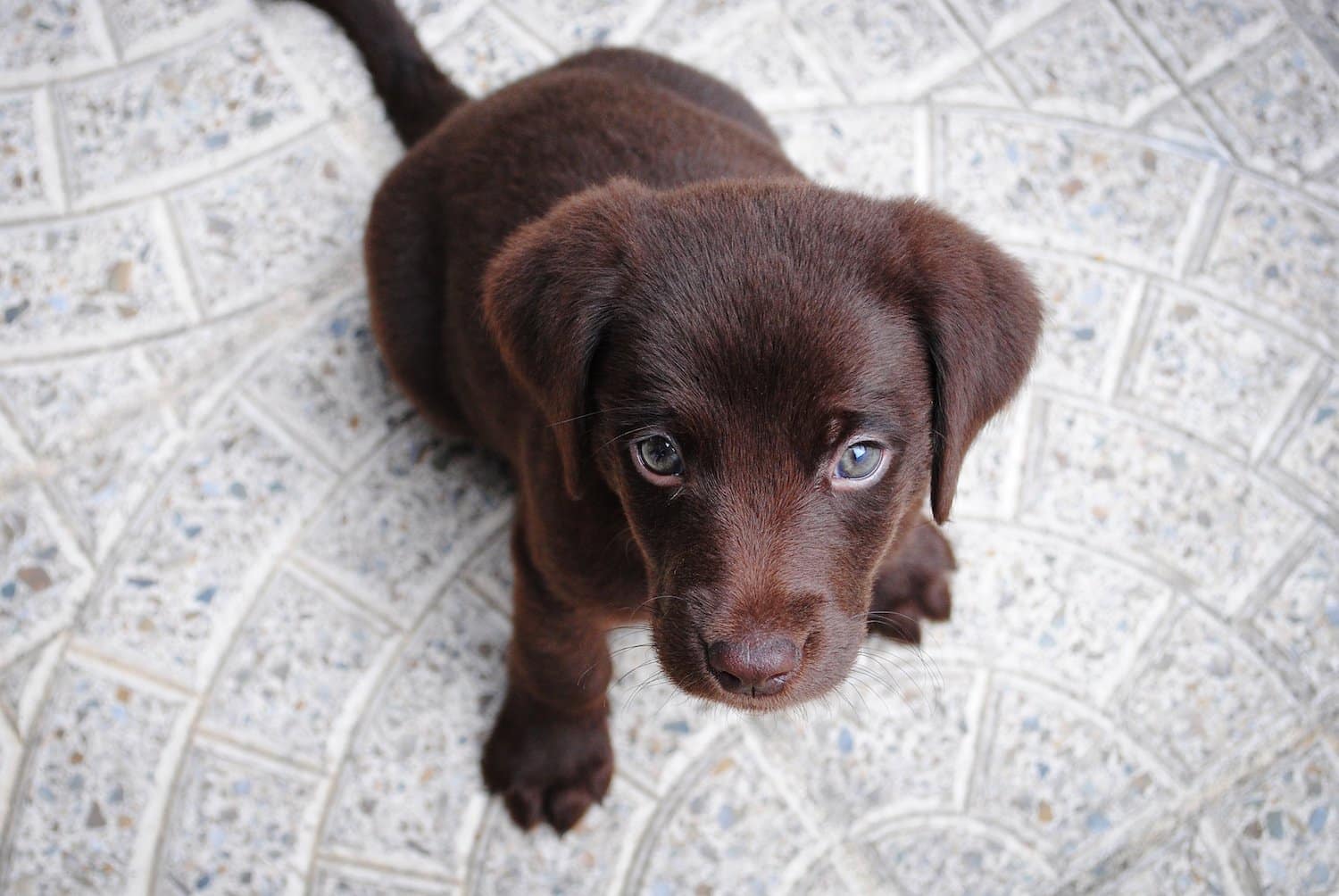 Labrador Retriever Welpen Kosten Anschaffung Tipps