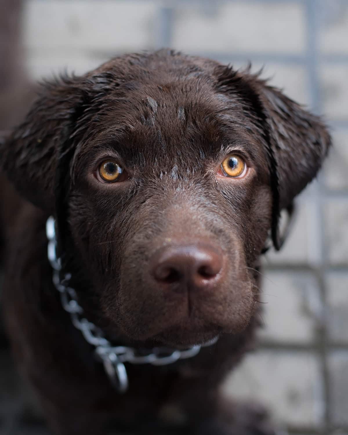 ein nasser Labrador Retriever Welpe