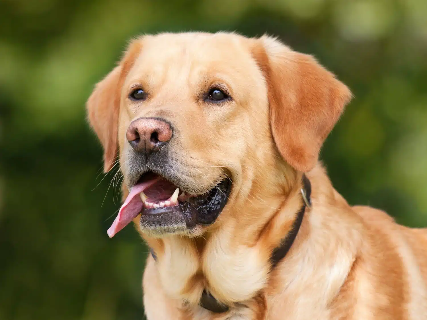 ein Labrador Retriever