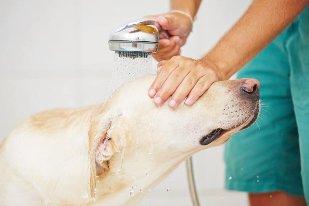 Mann hält schützend seine Hand über die Augen seines Labradors, den er abduscht