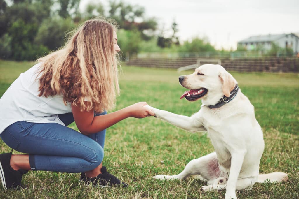 Junge Frau trainiert mit ihrem Labrador, der Hund gibt Pfötchen