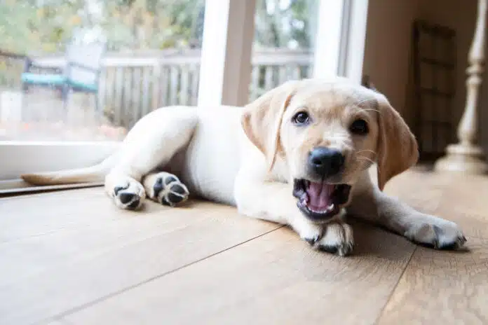 ein kleiner Labrador-Welpe zeigt Zähne beim Spielen