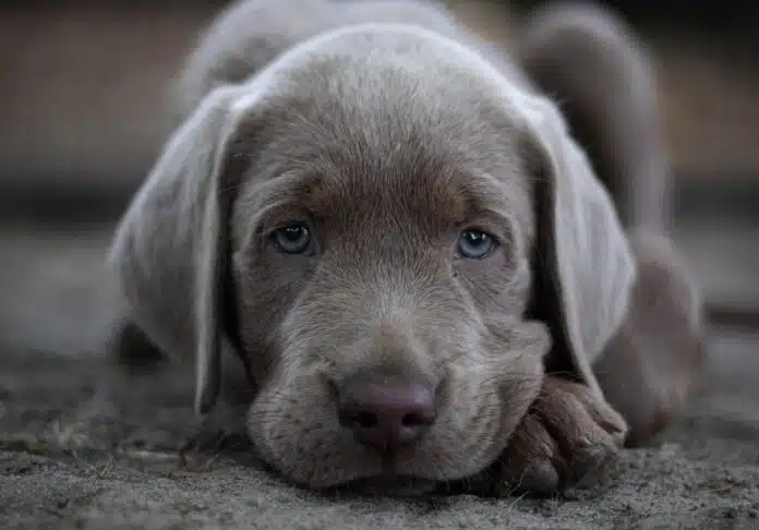 Ein silberner Labrador-Welpe mit blauen Augen guckt in die Kamera