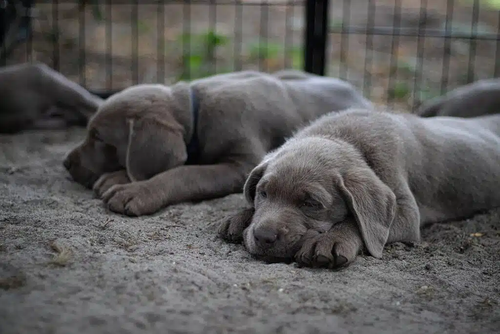 Zwei „Silver Labs“ liegen im Zwinger auf dem Boden, die Labrador-Welpen wirken gelangweilt
